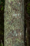 Northern red oak